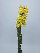 Hyazinthe mit Blatt GELB 35 cm betaut