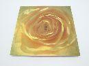 Bild mit Rosenmotiv HELLGELB 23cm x 23cm