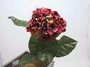 Hydrangea einzeln 60cm ROT-GOLD 60cm