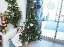 Tannenbaum Ponderosa 150cm DUNKELGRÜN 150cm