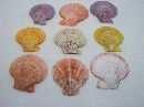 Muschel Pecten Nobilis FARBL. SORT. 7cm