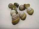 Muschel Hel Florida GELB 4cm
