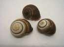 Muschel Hel Nosuisi NATUR 5cm