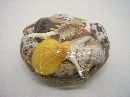 Muschelsortiment NATUR 1 kg extra Mischung