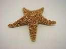 Seestern NATUR ca.20-25cm California