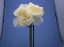 Amaryllis CREME 72cm