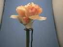 Amaryllis APRICOT 72cm