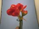 Amaryllis ROT 72cm