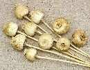 Mohn-Europa entgiftet NATUR 1Kg.ca 288St.