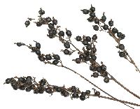 Black-Berry NATUR 100 St.