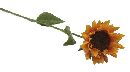 Sonnenblume GELB 02578 9cm / 40cm