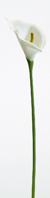 Calla WEISS 7cm 6St.Bd.29cm lang