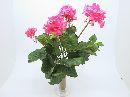 Geraniumbusch x5 ROSA 40cm