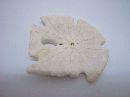 Sanddollar WEISS ca.6,5cm