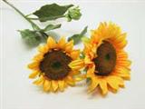 Sommerblumen
