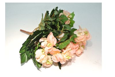 KNOLLENBEGONIENBUSCH X9 ROSA-WEIß x9