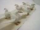 Schwan H 8,5cm weiss 6 St. in Box