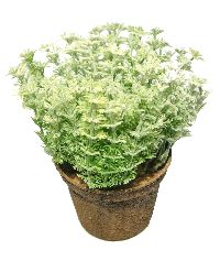 Sedum im Topf hellgrün Kunstpflanze Øca.14cm  Gesamthöhe: ca.14 cm