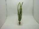 Wasserpflanze GRUEN *4/50cm