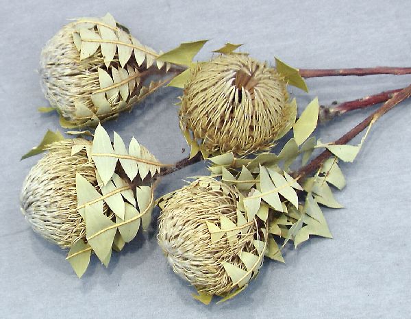Banksia Baxterii NATUR 30St.