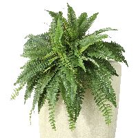 Farnbusch GRÜN 24363 80cm x38 Bl.Boston