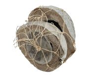 Kokosnuss Hälfte white-wash 10-1090 2 Stück 18-22cm