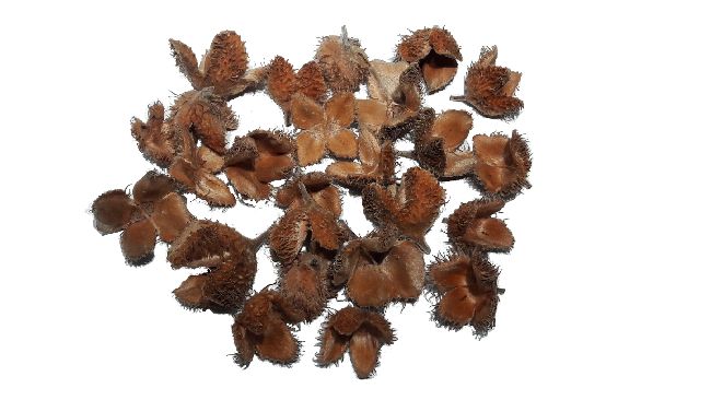 Bucheckern NATUR 500 Gramm
