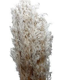 Trockenblumen Ampelodesmos WEISS 6016 400 Gramm / Länge ca. 100 cm