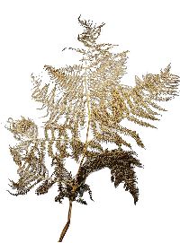 Farn NATUR 9017 Bracken Farn ca. 60 cm