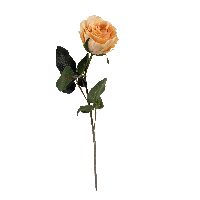 Rose Madame APRICOT 19 Länge:37cm 1333