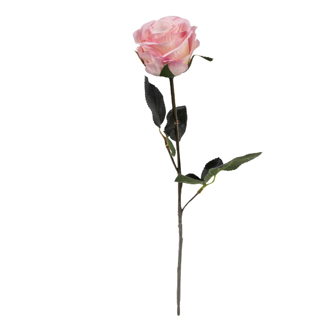 Rose Madame HELLROSA  10 Länge:37cm  1333