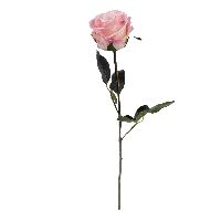 Rose Madame HELLROSA 10 Länge:37cm 1333
