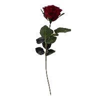 Rose Madame DUNKELROT 07 Länge:37cm 1333