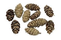 Douglasie Zapfen natur 2kg  5-9cm