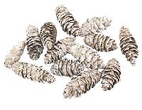 Douglasie Zapfen whitewashed 2kg  5-9cm