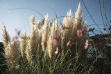 TROCKENBLUMEN / GRÄSER